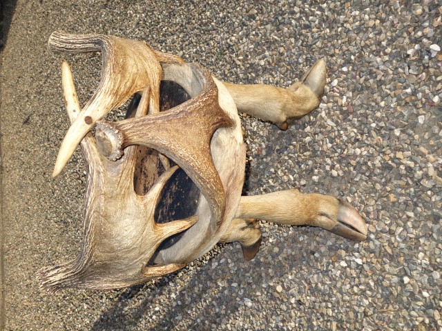 Chair with Moose Antlers and Feet